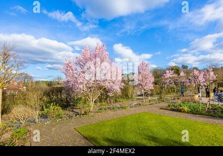 Prunus pendula var. ascendens 'Rosea', Zierkirschbaum mit rosa Blüten in RHS Garden, Wisley, Surrey, SE England im Frühjahr Stockfoto