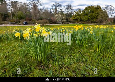 Blick auf die Narzissen, die im späten Winter bis zum frühen Frühjahr blühen, auf der Alpine Meadow im RHS Garden, Wisley, Surrey, Südostengland Stockfoto