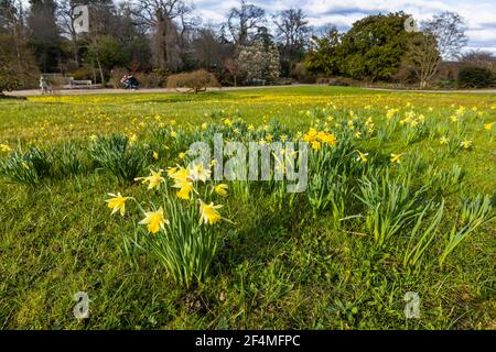 Blick auf die Narzissen, die im späten Winter bis zum frühen Frühjahr blühen, auf der Alpine Meadow im RHS Garden, Wisley, Surrey, Südostengland Stockfoto