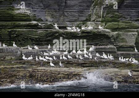 Gannet - nicht brütende Vögel an der Basis von Brutklippen Sula bassana Noss Nature Reserve Shetland, UK BI023586 Stockfoto