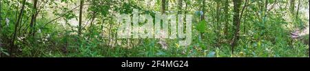Panorama der Waldlichtungen, Gras und Baumstämme Stockfoto