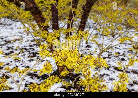 Gelbe Hexenhasel, Hamamelis x intermedia 'Pallida', blühende Bäume in RHS Garden, Wisley, Surrey, Südostengland, im Winter mit Schnee Stockfoto