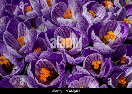 Erste Krokusblüte des Frühlings. Sie ist eine Gattung von blühenden Pflanzen in der Familie der Iris mit 90 Arten von Stauden, die aus Kormen wachsen. Stockfoto