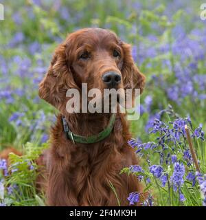 Irish Red setter Stockfoto