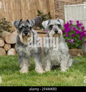 Paar Zwergschnauzer-Hunde im Garten Stockfoto