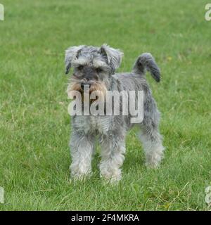 Zwergschnauzer-Welpe Stockfoto