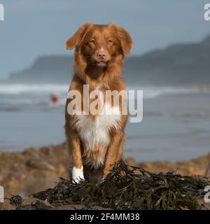 Nova scotia Ente Mauling Retriever Stockfoto