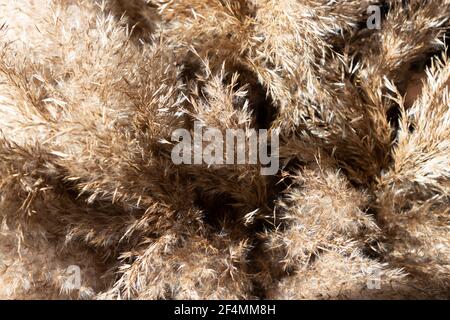 Flauschige Pampas Gras beige Hintergrund. Selektiver Fokus. Stockfoto