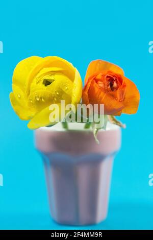 Zwei Ranunculus Blumen in einem rosa Glas. Stockfoto