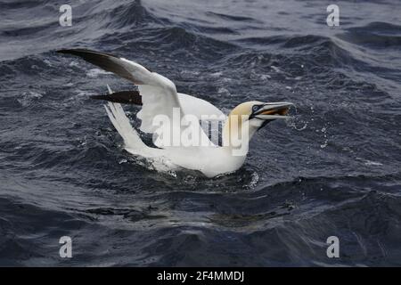 Tölpel - mit Seelachs Fisch am Meer Sula Bassana & Pollachius Virens Shetland, UK BI023689 Stockfoto