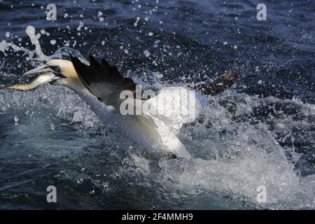 Tölpel - mit Seelachs Fisch am Meer Sula Bassana & Pollachius Virens Shetland, UK BI023697 Stockfoto