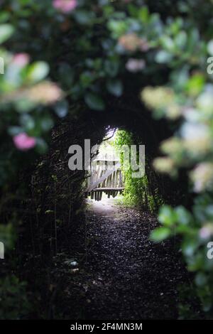 Ein hölzernes Tor am Ende eines Tunnels aus Sträuchern. Stockfoto