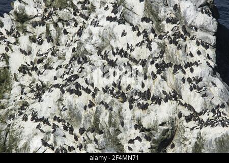 Guillemot - Zucht Kolonie Uria Aalge Sumburgh Head RSPB Reserve Shetland, UK BI023730 Stockfoto