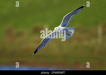 Gemeine Möwe - im FlugLarus canus Shetland, UK BI023744 Stockfoto