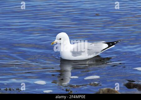 Gemeine Möwe - auf dem WasserLarus canus Shetland, UK BI023756 Stockfoto