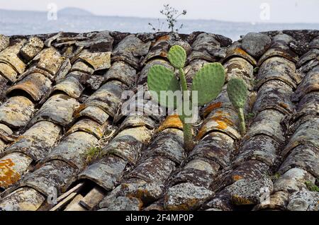 Typische Pflanze des Mittelmeers in Sizilien Pflanzen von Kaktus Birne Auf dem Dach des verlassenen Hauses Stockfoto