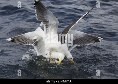 Great Black-Back Gull - Flighting über Fisch am MeerLarus marinus Shetland, UK BI023781 Stockfoto