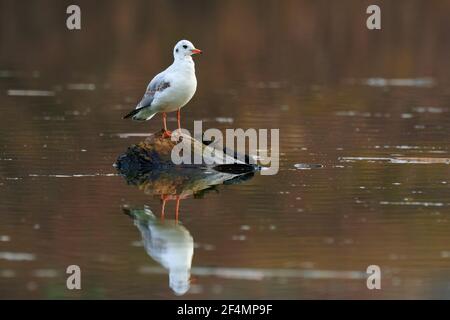 Schwarzkopf Möwe Vogel auf See. Auf altem Holz sitzend. Mit Reflexion auf der Wasseroberfläche. Gattungsart Larus ridibundus. Stockfoto