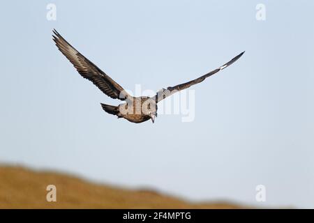 Great Skua - AusstellungsflugCatharacta skua Shetland, UK BI023854 Stockfoto