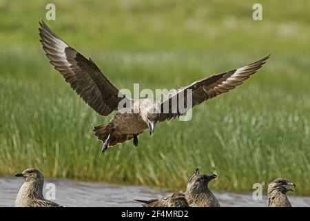 Great Skua - Telefonieren während der Ankunft in landCatharacta skua Shetland, Großbritannien BI023999 Stockfoto