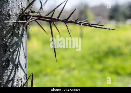 Nahaufnahme der Dornen auf einem Baum mit verschwommenem Gras Im Hintergrund Stockfoto