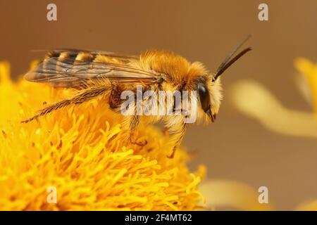 Nahaufnahme eines Männchen der Pantaloon Biene, Dasypoda hirtipes auf einem Stockfoto