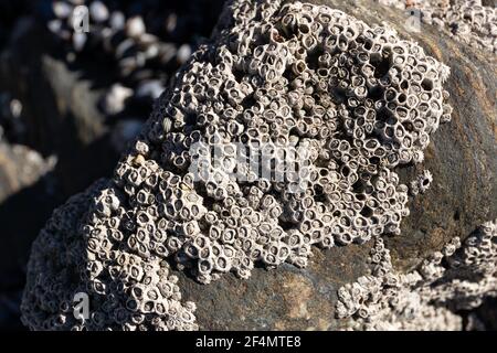 Nahaufnahme von Acorn Seepocken auf einem Strandfelsen Stockfoto