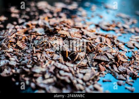 Nahaufnahme der geschnittenen Betelmutter oder der Areca-Mutter auf einer schwarzen Oberfläche. Stockfoto