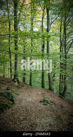 Ein ruhiger Waldweg für Wanderer und Naturliebhaber. Stockfoto