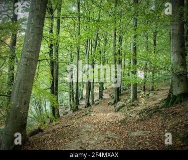 Ein ruhiger Waldweg für Wanderer und Naturliebhaber. Stockfoto