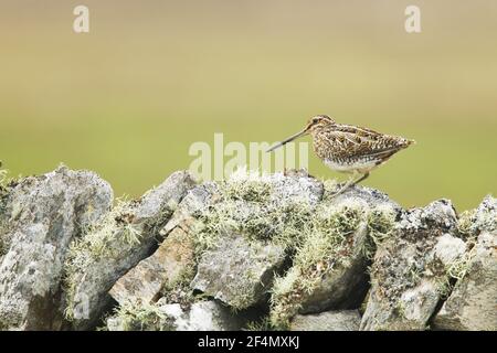 Schnepfe - auf Flechten bedeckt Trockensteinwand Gallinago gallinago Shetland, UK BI024382 Stockfoto