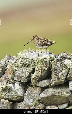 Schnepfe - auf Flechten bedeckt Trockensteinwand Gallinago gallinago Shetland, UK BI024385 Stockfoto