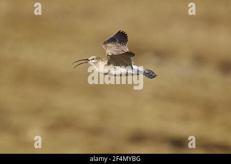 Whimbrel - Calling in flightenius Numphaeopus Shetland, UK BI024425 Stockfoto