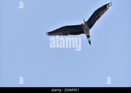 Graureiher im Flug von unten gesehen Stockfoto