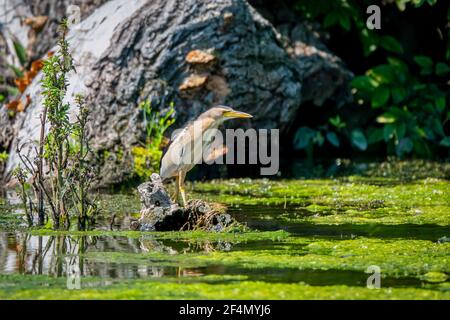 Kleine Bittern, die auf dem Ast ruhen, Ixobrychus minutus Stockfoto