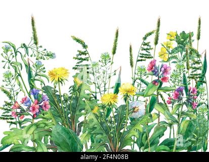 Panoramablick auf wilde Wiesenblumen und Gras. Horizontale Grenze mit Feldblumen und Kräutern. Aquarell-Illustration isoliert auf weißem Hintergrund. Stockfoto