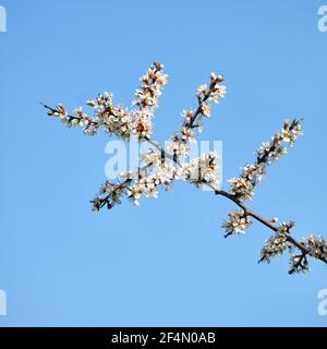 Schlehdornblüte, (Prunus spinosa) gegen den blauen Himmel Stockfoto