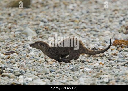 Otter läuft über den Strand in Richtung Meer Lutra lutra Shetland, UK MA002386 Stockfoto