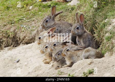 Junge Kaninchen - außerhalb der GrabungOryctolagus cuniculus Fetlar, Shetland MA002404 Stockfoto