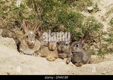 Junge Kaninchen - außerhalb der GrabungOryctolagus cuniculus Fetlar, Shetland MA002410 Stockfoto