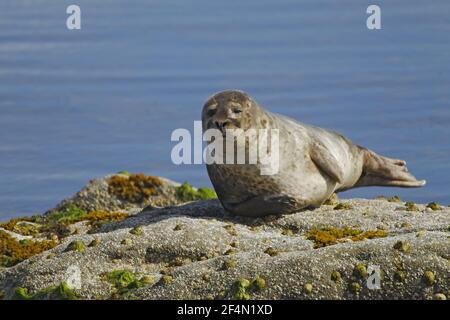 Gray Seal - auf Felsen hochgezogen Halichoerus grypus Shetland, UK MA002441 Stockfoto