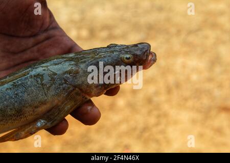 Glossogobius girius Tank-Stachelfisch in der Hand in indischen Fischen Markt Stockfoto