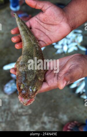 Glossogobius girius Tank-Stachelfisch in der Hand in indischen Fischen Markt Stockfoto