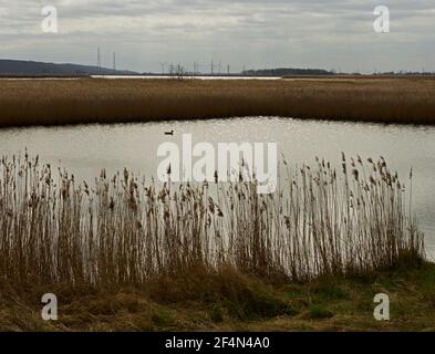 Gans on Faxfleet Ponds, East Yorkshire, England Stockfoto