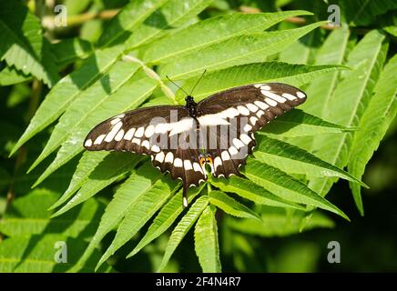 Riesenschwalbenschwanzschmetterling Papilio cresphontes ist eine grüne Pflanze und die größten Schmetterlinge Nordamerikas. Stockfoto