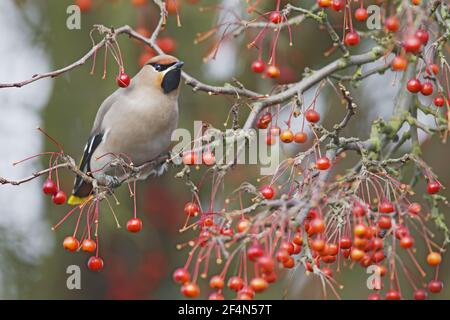 Wachsflügel - Fütterung auf HerbstberrieenBombycilla garrulus Ipswich Suffolk, UK BI024480 Stockfoto