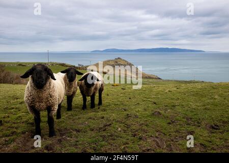 Ein Blick von Torr Head auf die nördliche Antrim Küste mit Blick über die Straße von Moyle in Richtung der Spitze der Mull of Kintyre im Südwesten Schottlands, die eine Entfernung von 12 Meilen am nächsten ist. Eine umfassende Überprüfung der Verkehrsverbindungen unter der Leitung von Sir Peter Hendy untersucht die Machbarkeit einer Brücke oder eines Tunnels zwischen Nordirland und Schottland. Stockfoto