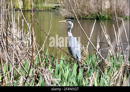 Wetter in Großbritannien. Sidcup, Kent. VEREINIGTES KÖNIGREICH. Ein Graureiher (Ardea cinerea) wartet geduldig auf seine Beute im Frühlingssonnern. Footscray Meadows, Sidcup, Kent. UK Credit: michael melia/Alamy Live News Stockfoto