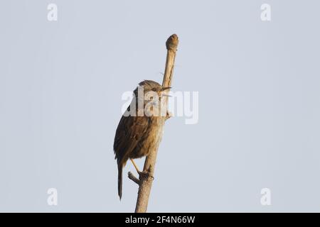 Heckenbraunelle - singen im Frühling Prunella Modularis Guernsey Kanalinseln UK BI024561 Stockfoto