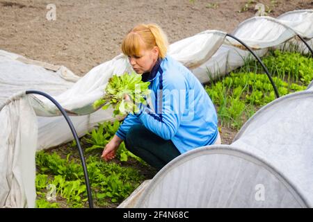 Unschärfe-Frau Gärtnerin sitzt in der Nähe eines niedrigen Tunnel Gewächshaus. Der Landwirt erntet den Salat. Grüne im Gewächshaus. Gartenarbeit und Stockfoto